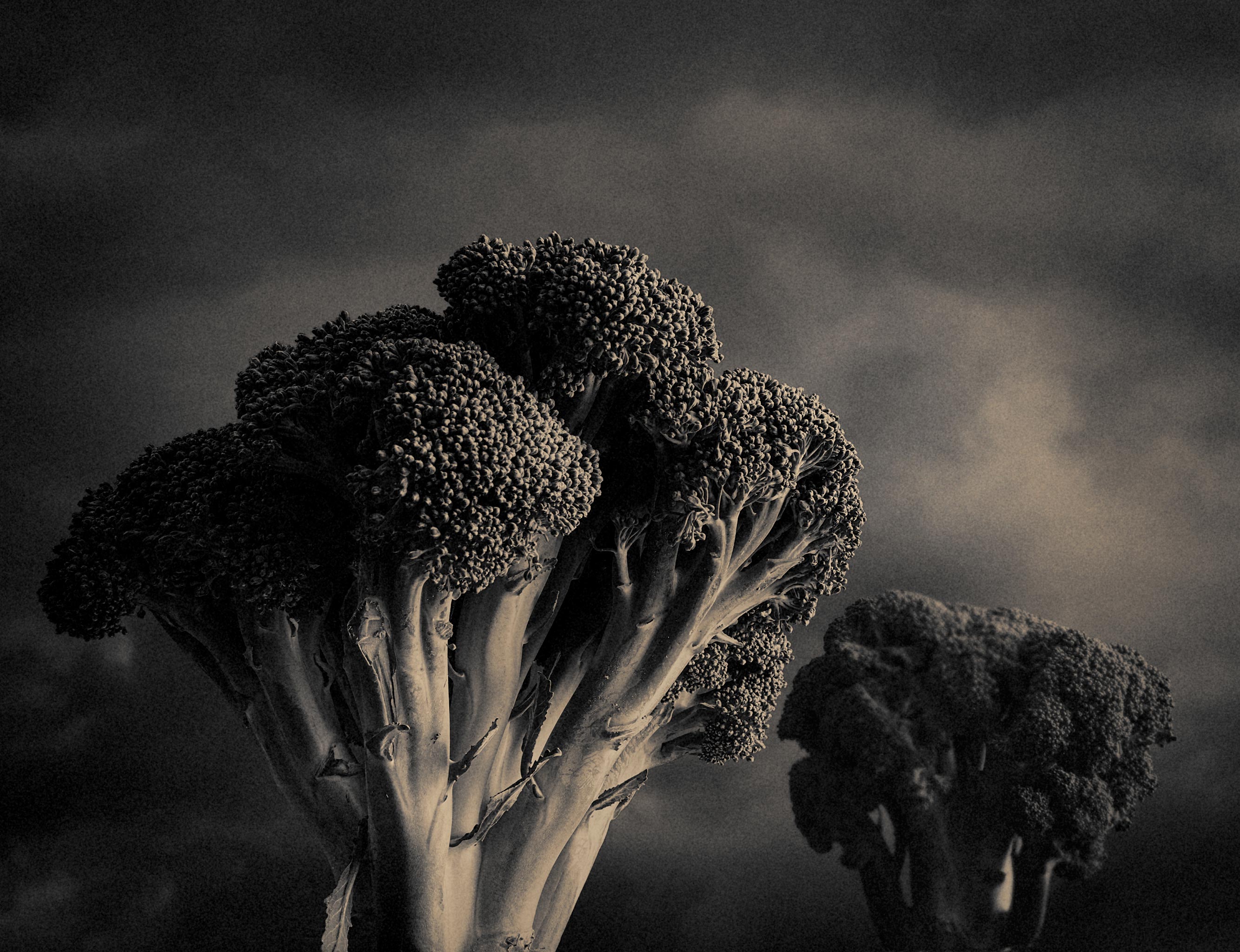 broccoli-trees_8491-w